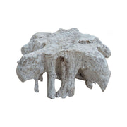 Teak root coffee table with washed finish and sculptural, organic form