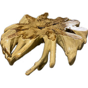 Teak root coffee table with radiating sculptural root form
