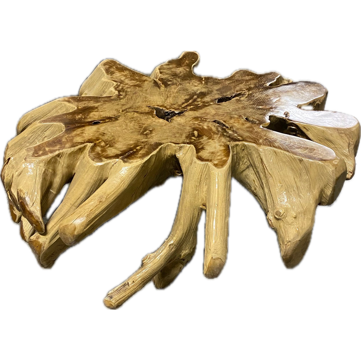 Teak root coffee table with radiating sculptural root form