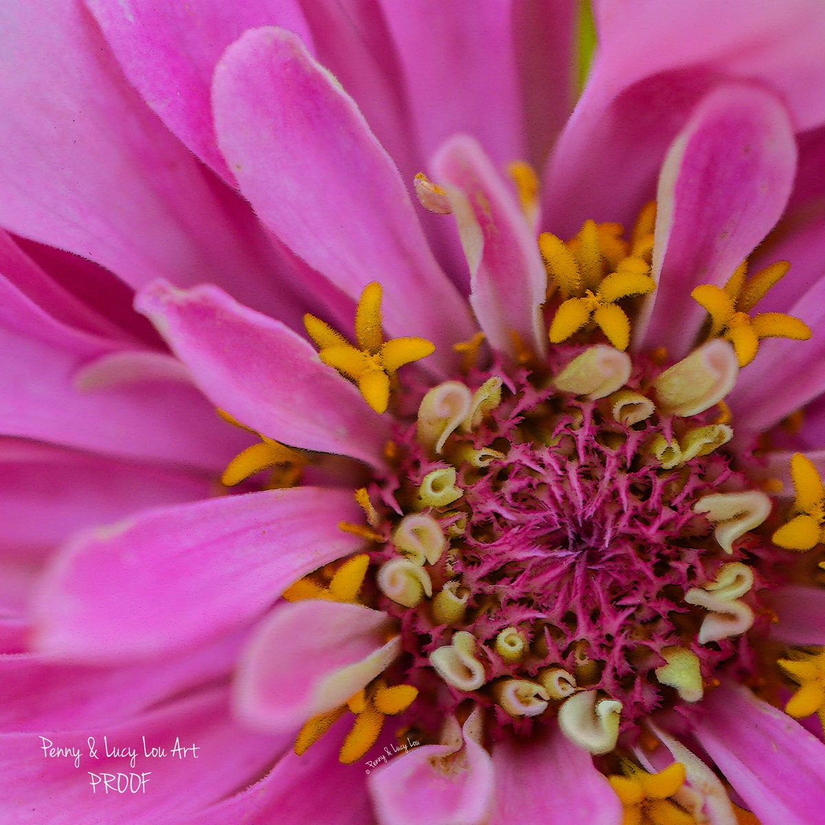Large-scale photograph of a zinnia bloom on a metal art panel