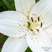 Large-scale photograph of an eyeliner lily bloom on a metal art panel