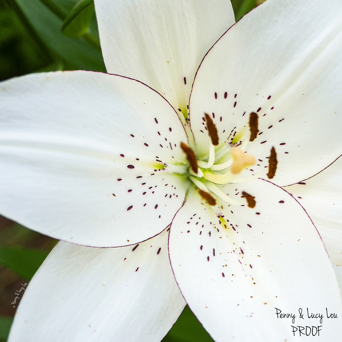 Large-scale photograph of an eyeliner lily bloom on a metal art panel