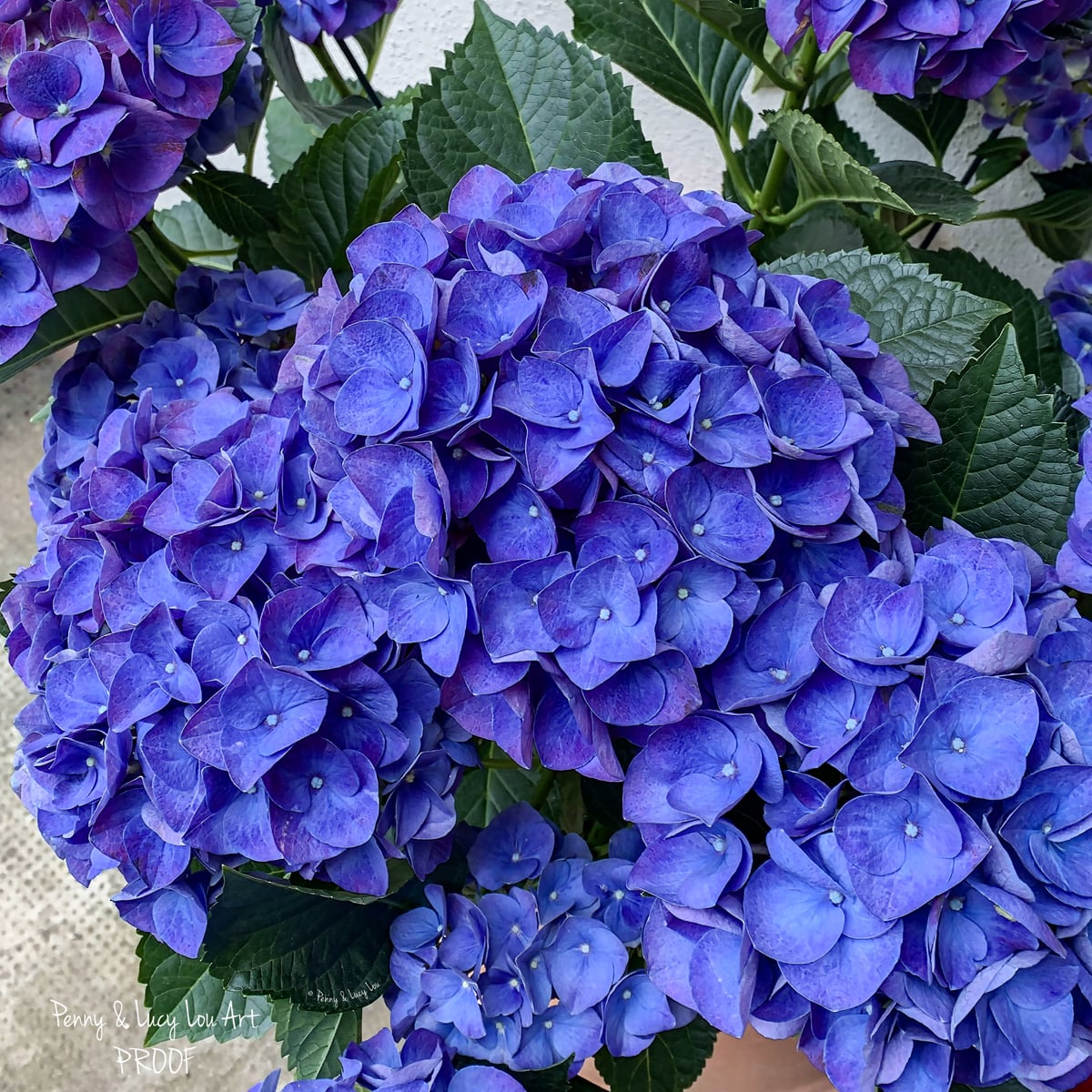 Large-scale photograph of a hydrangea bloom on a metal art panel