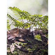Photograph of layered resurrection ferns growing on a tree