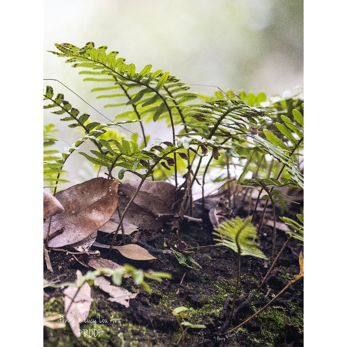 Photograph of layered resurrection ferns growing on a tree