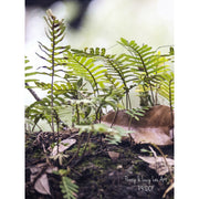 Ground-level photograph of resurrection ferns on a historic tree