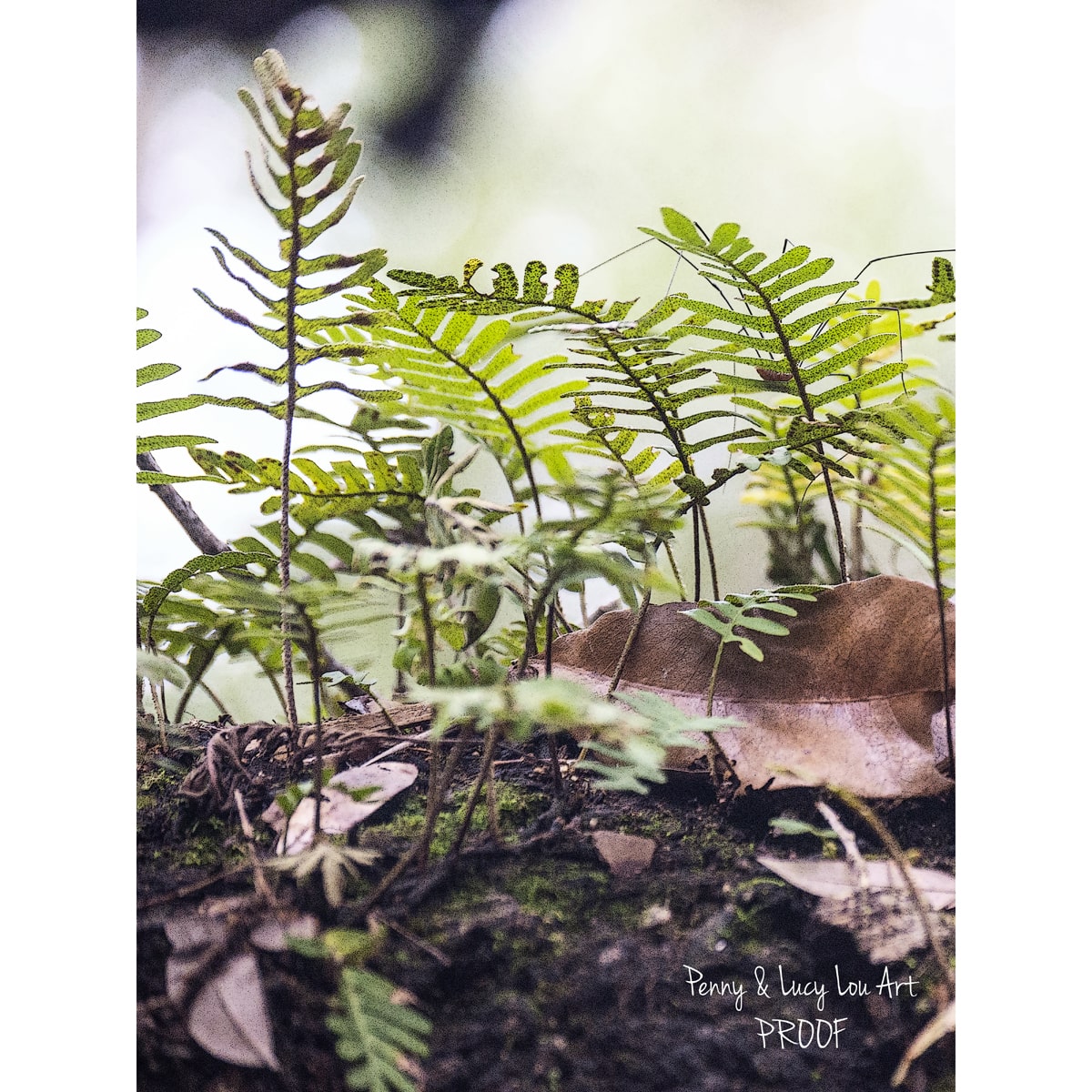 Ground-level photograph of resurrection ferns on a historic tree