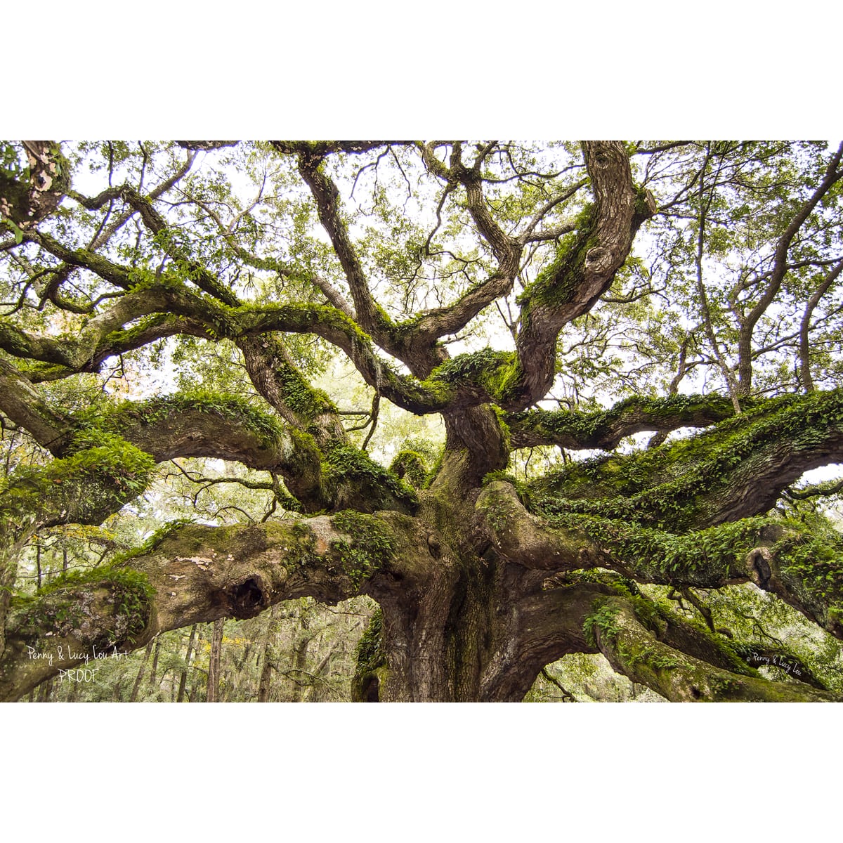 Photograph of the historic Angel Oak with sweeping branches