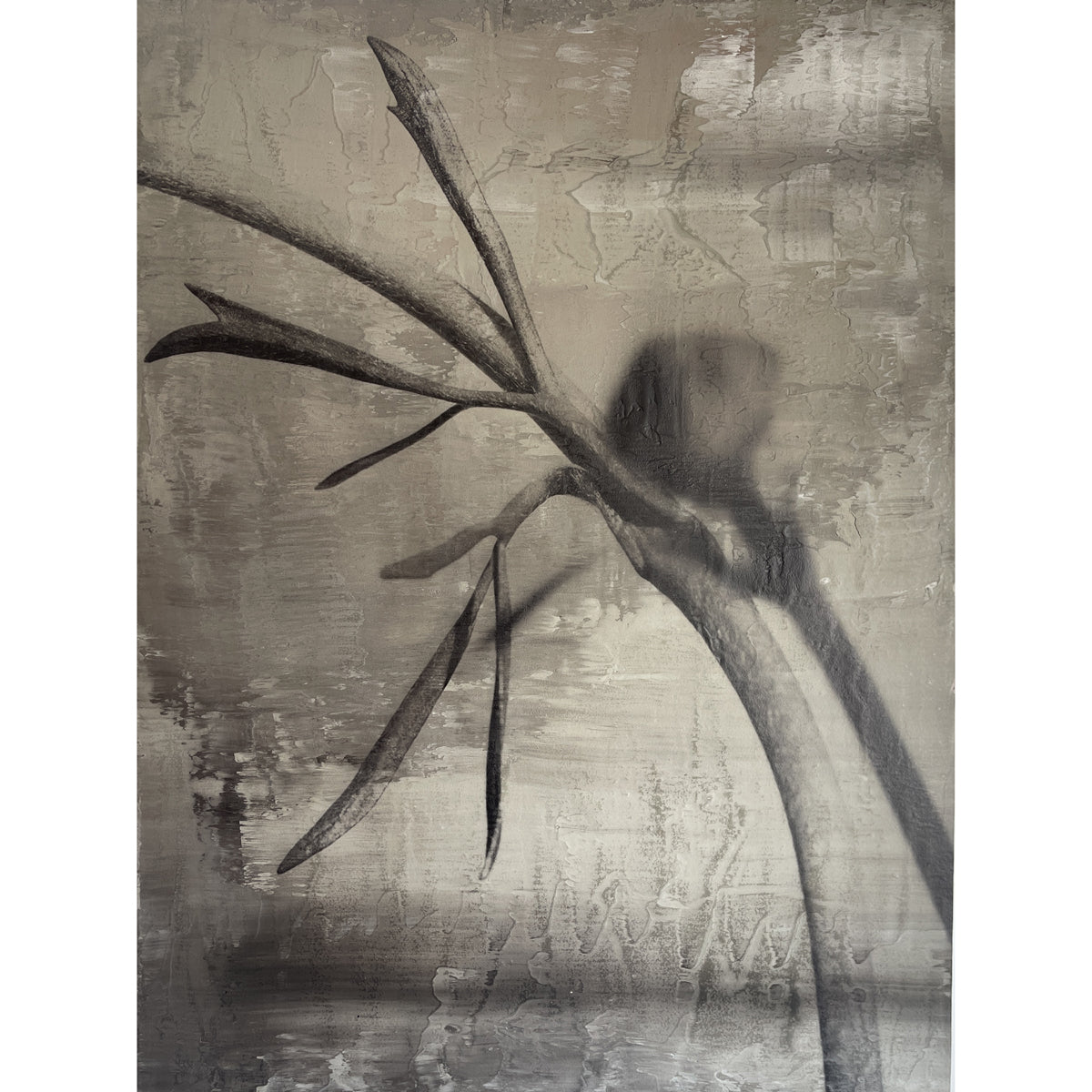 Paired photographic study of a botanical bud on two concrete panels