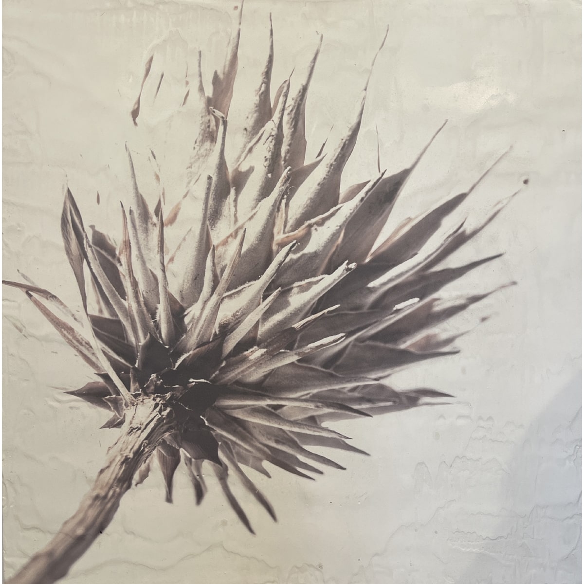 Photographic study of a protea flower on a concrete panel
