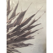 Photographic study of a protea flower on a concrete panel