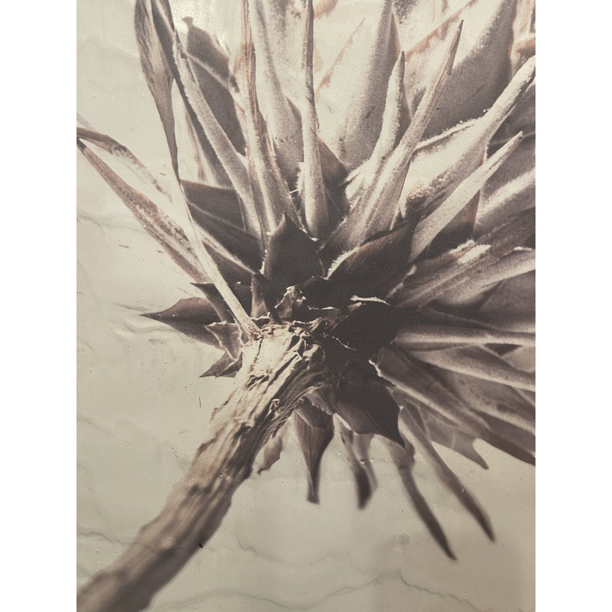 Photographic study of a protea flower on a concrete panel