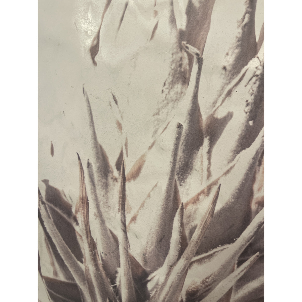Photographic study of a protea flower on a concrete panel