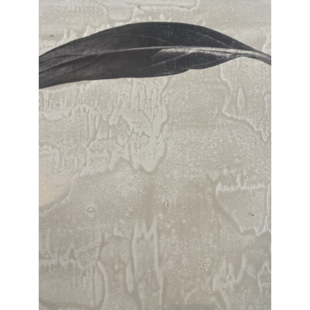 Photographic botanical leaf study on a textured concrete panel