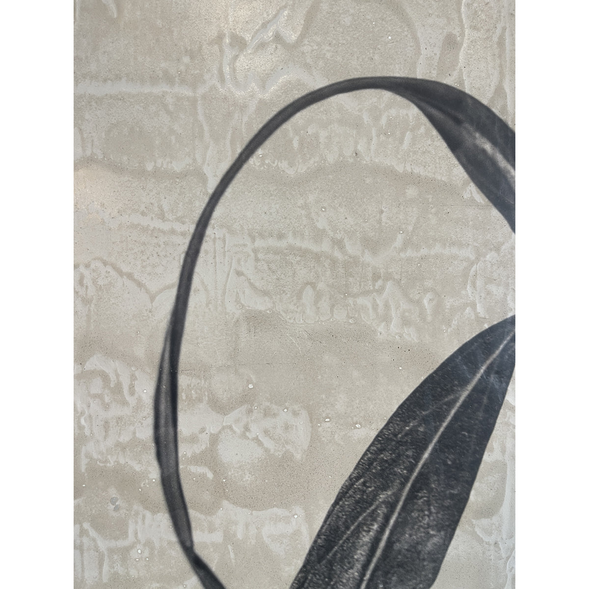 Photographic botanical leaf study on a textured concrete panel