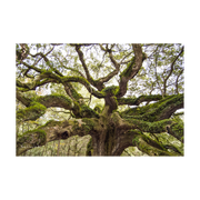 Penny & Lucy Lou Art Angel Oak