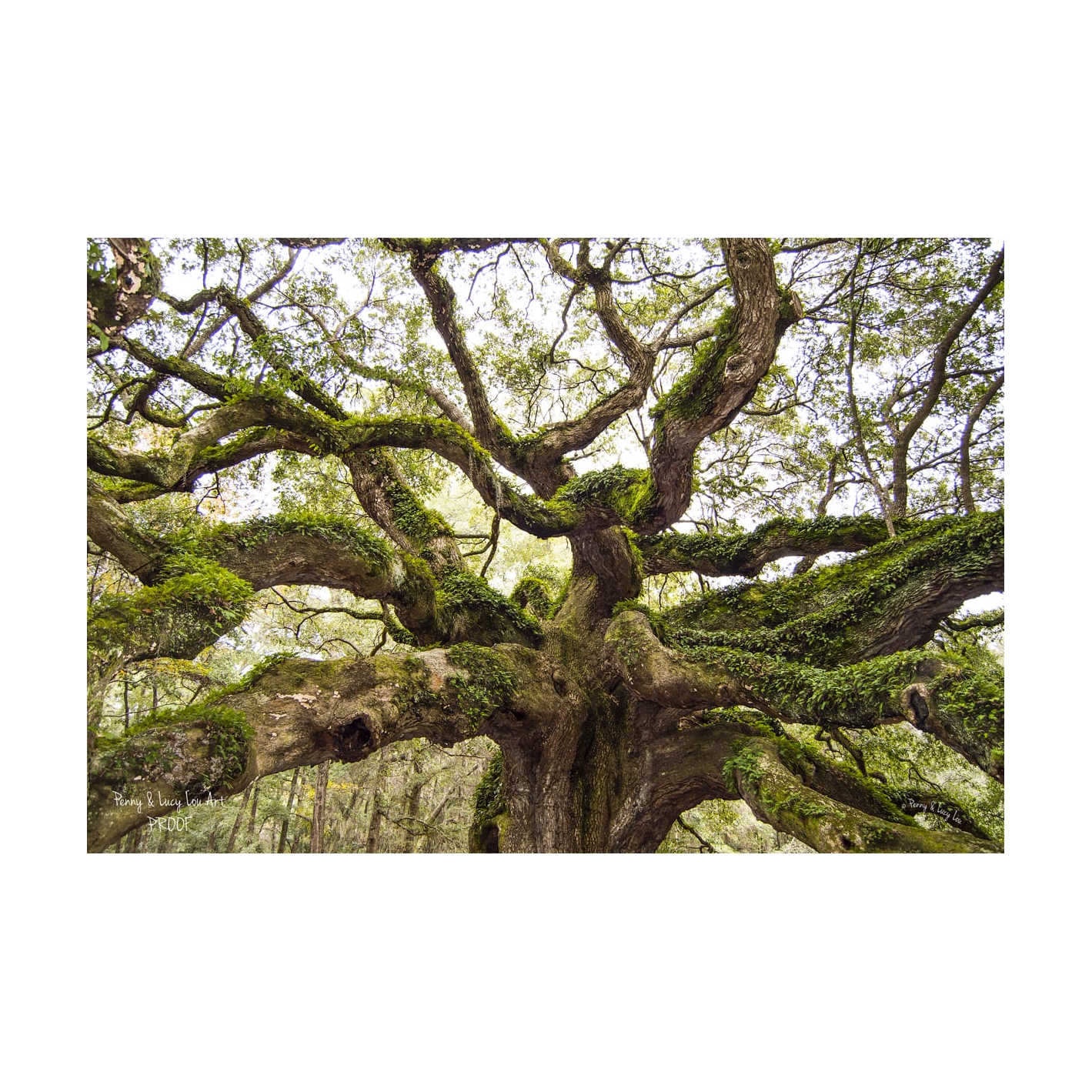 Penny & Lucy Lou Art Angel Oak
