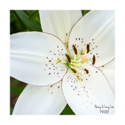 Penny & Lucy Lou Art Eyeliner Lily