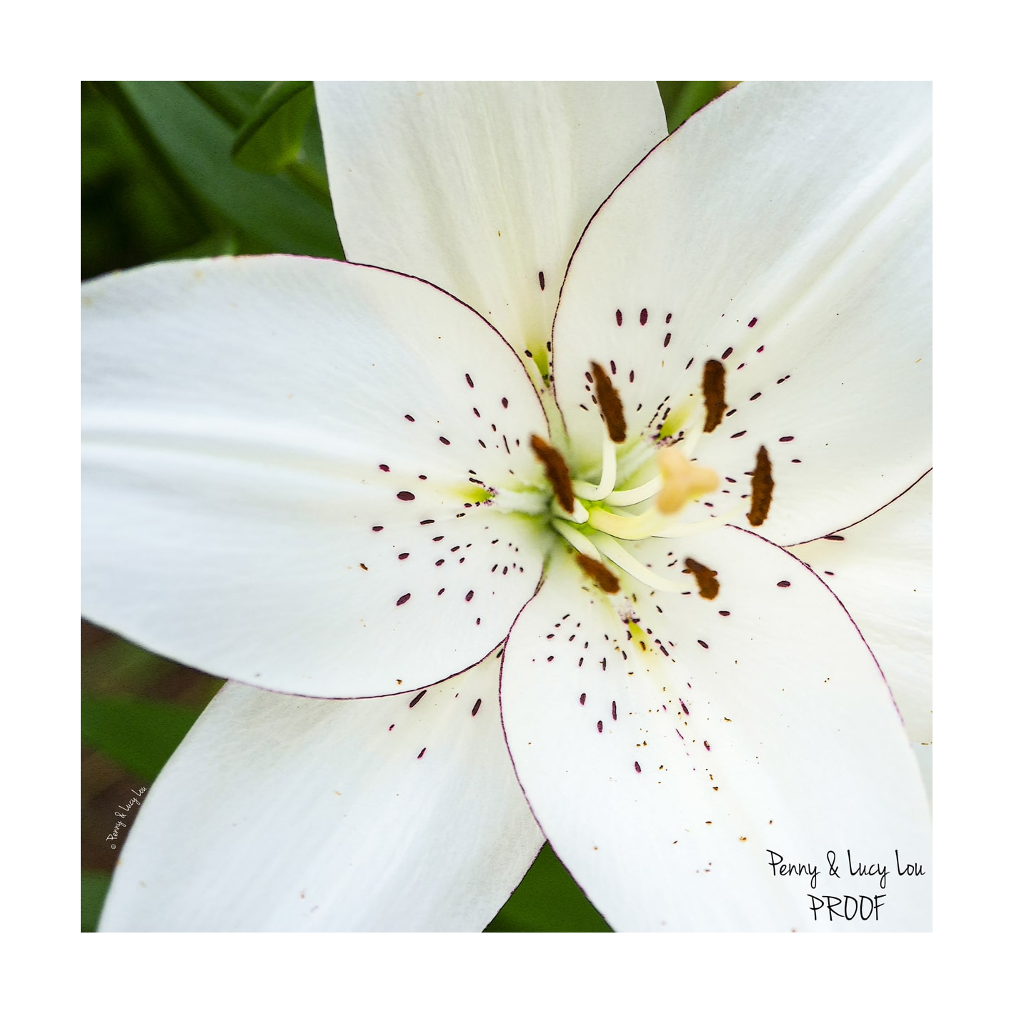Penny & Lucy Lou Art Eyeliner Lily