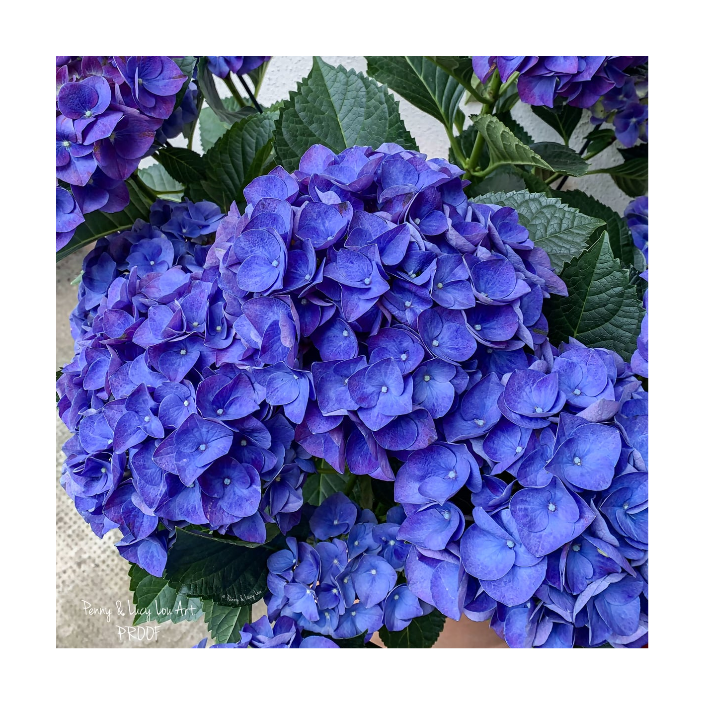 Penny & Lucy Lou Art Hydrangea