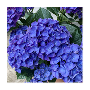 Penny & Lucy Lou Art Hydrangea