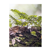 Penny & Lucy Lou Art Resurrection Fern I
