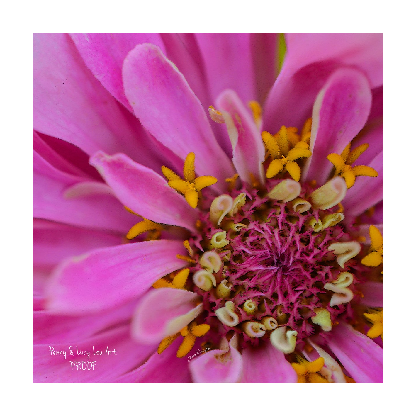 Penny & Lucy Lou Art Zinnia