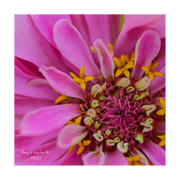 Penny & Lucy Lou Art Zinnia