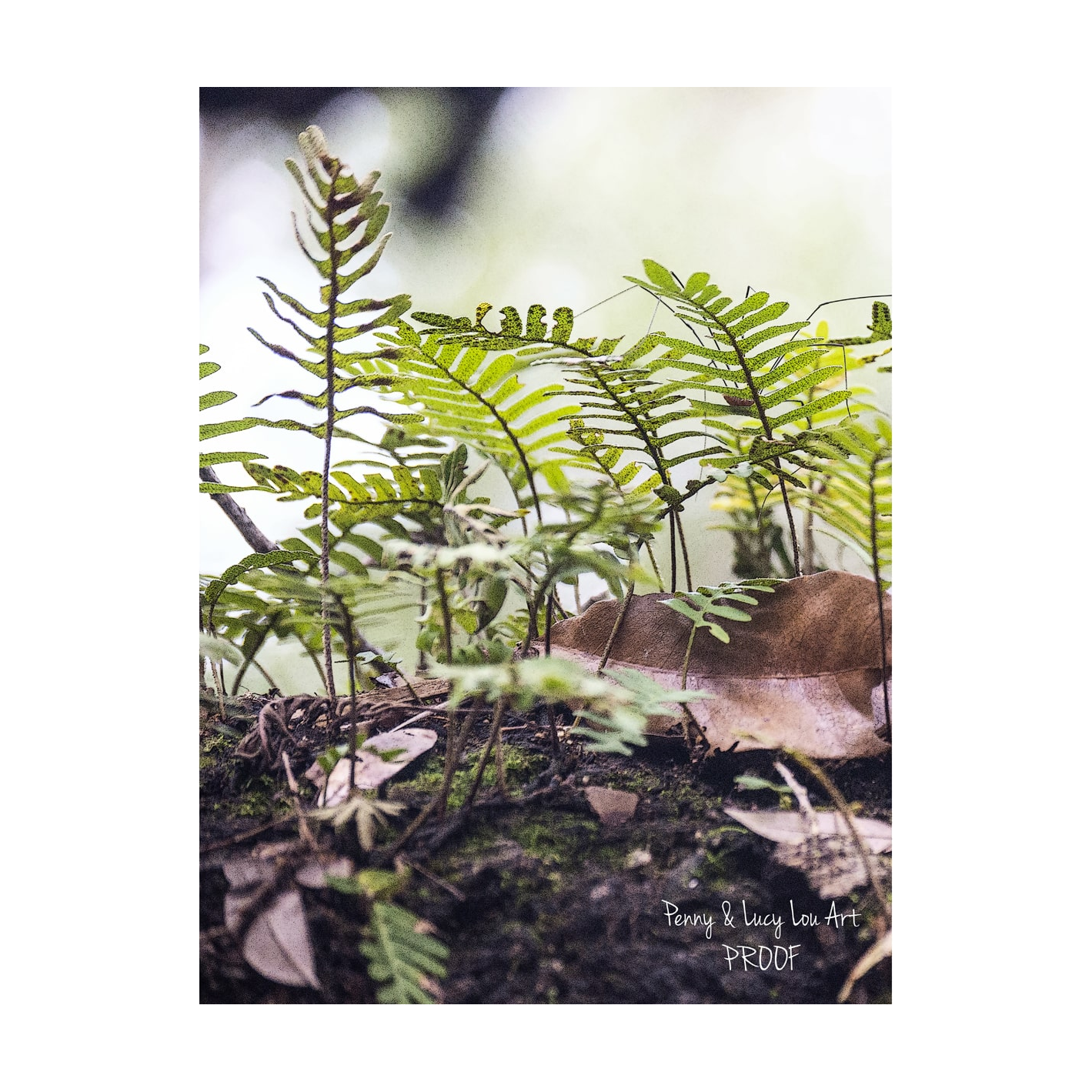 Penny & Lucy Lou Art Resurrection Fern II