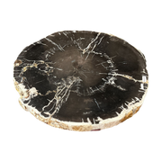 Petrified Wood Table with Stainless Base