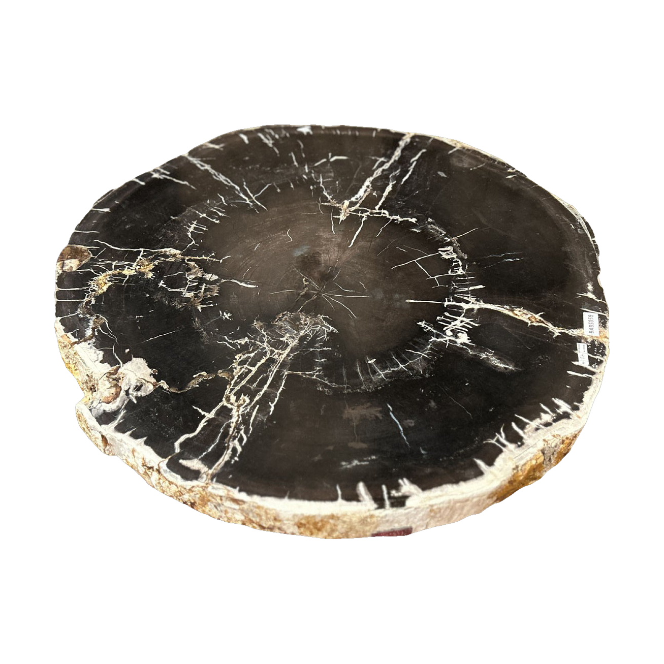Petrified Wood Table with Stainless Base