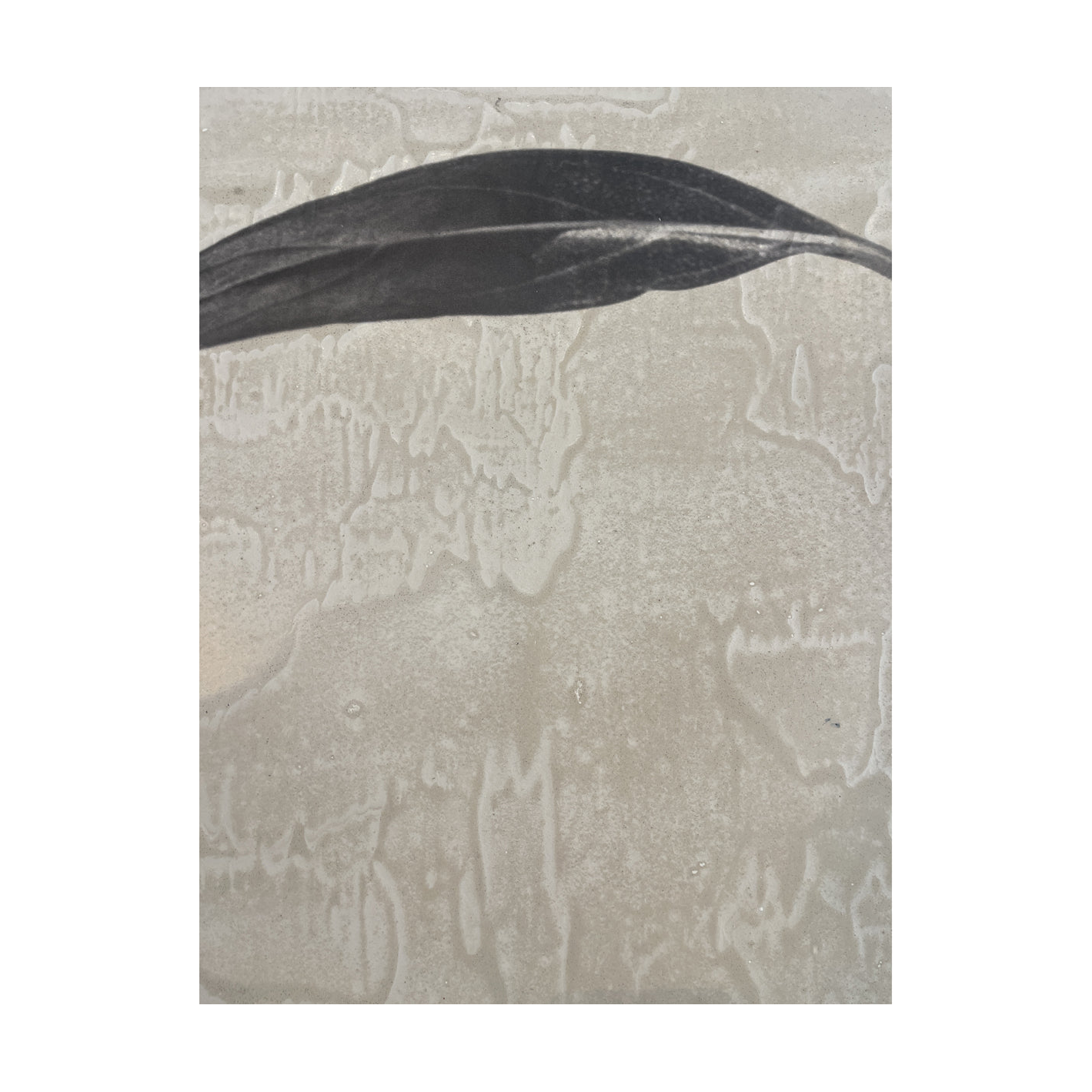 Stevi Michner Art - Leaf Studies