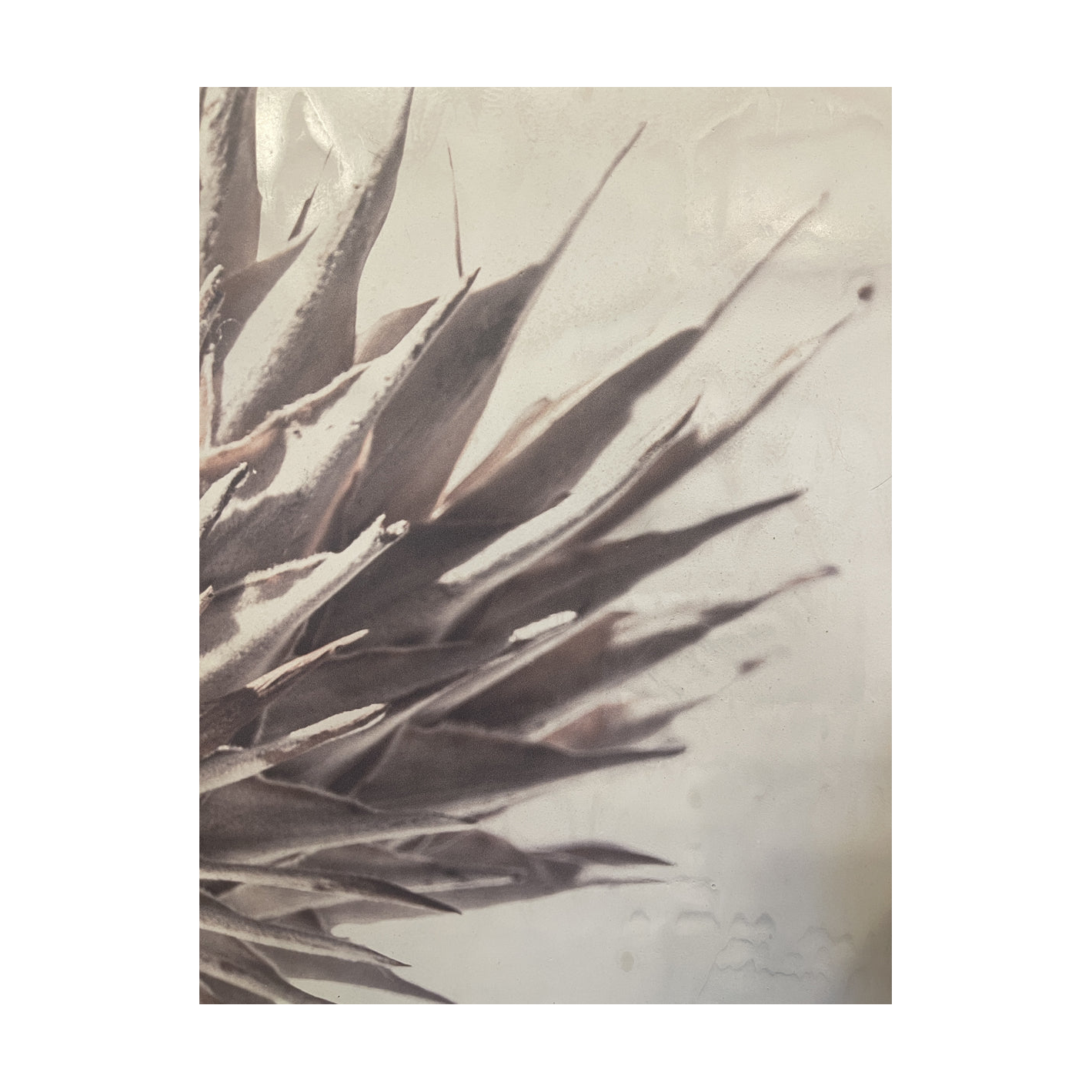 Stevi Michner Art - Protea Study