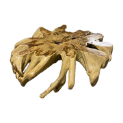 Teak Root Coffee Table